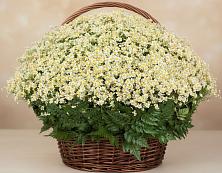 Цветочная композиция из Ромашки в корзине #REPLACE_PRED# Екатериновке