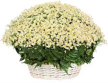 Цветочная композиция из Ромашки в корзине #REPLACE_PRED# Екатериновке